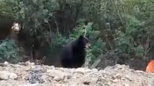 Albaniles pierden su comida con un enorme oso VIDEO