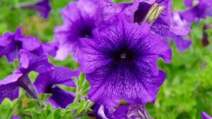 Flores moradas: ¿Qué significa que te las regalen el 9 de octubre?