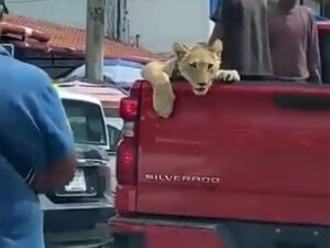 Ninos presumen a un leon de mascota en una camioneta en Chiapas VIDEO 1