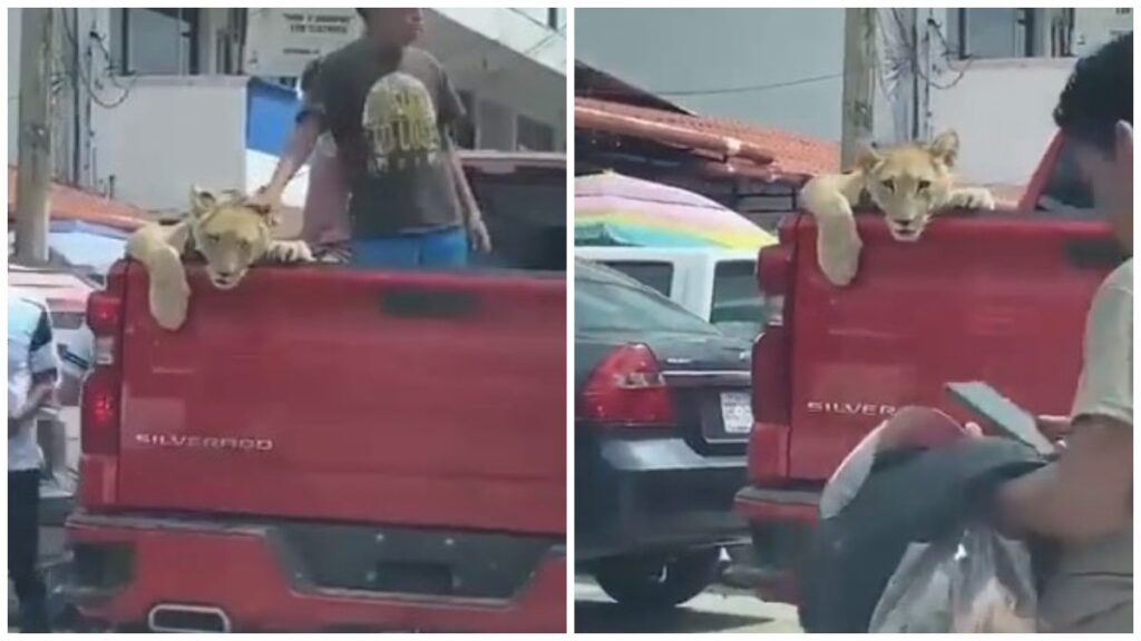 Niños presumen a un león de mascota en una camioneta en Chiapas (VIDEO)