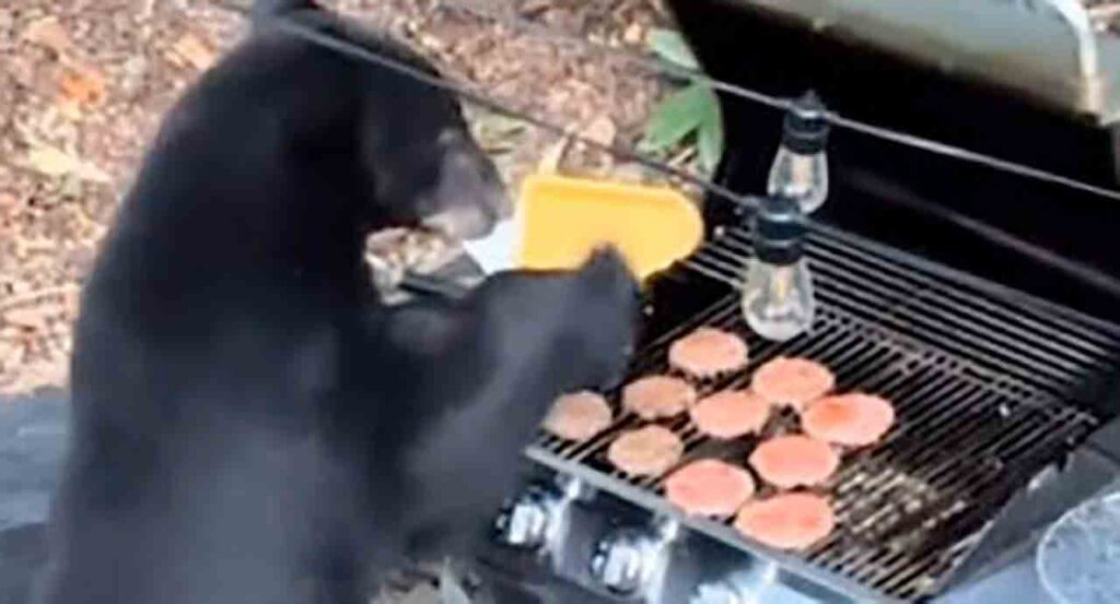 Oso negro irrumpe convivio y se come 10 hamburguesas (VIDEO)