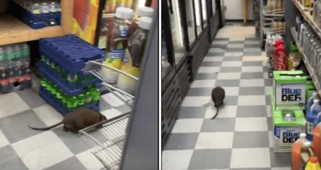 Rata gigante pasea en tienda de New York (VIDEO)