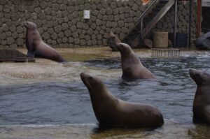 Senado de la Republica listo para prohibir delfines y focas en espectaculos 1