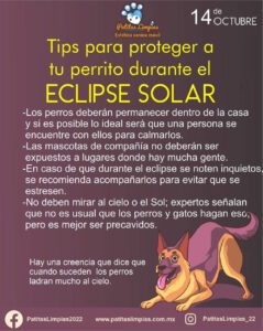 Tips para cuidar a tu perro durante el Eclipse Anular