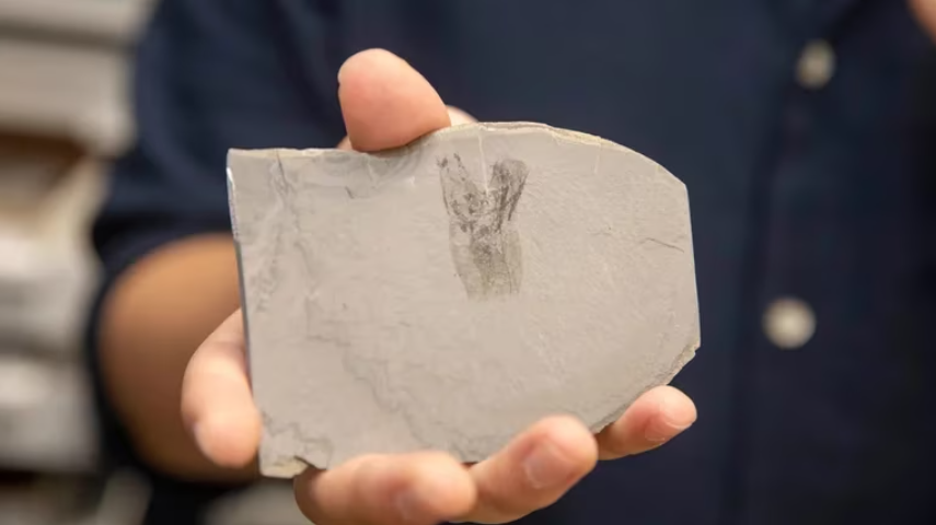 Fósil de 500 millones de años revela secretos de la evolución