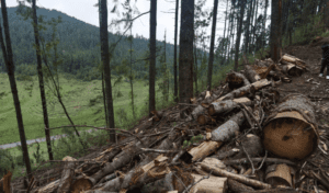 Tráfico de madera: Mafias chinas destruyen bosques de México