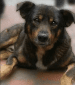 Culpable de maltrato animal: Veredicto por el ataque al perrito 'Scooby'