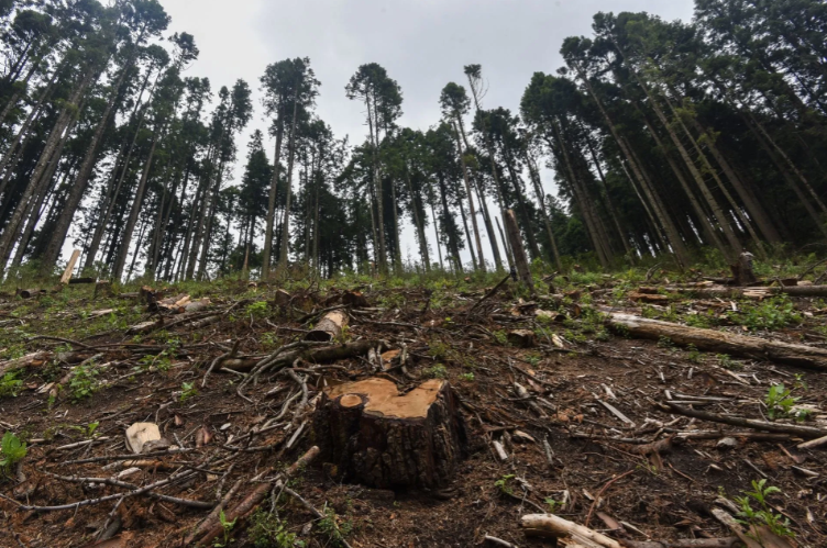 Tráfico de madera: Mafias chinas destruyen bosques de México