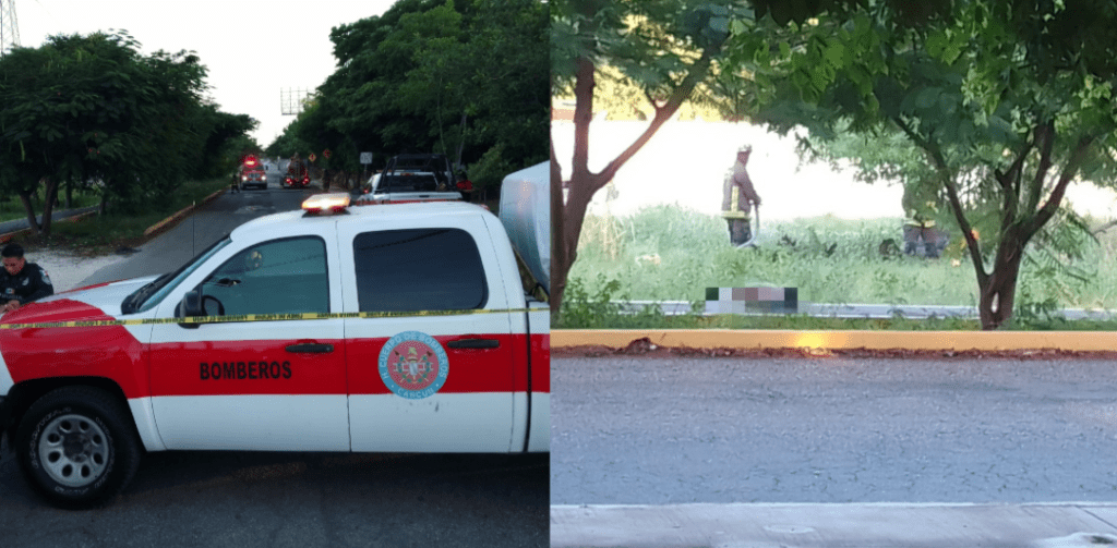 Trágico ataque de abejas en Cancún: Hombre pierde la vida en Av. Chac Mool