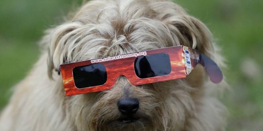 Tips para cuidar a tu perro durante el Eclipse Anular