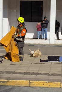 Perrito callejero se hace el “muertito” en simulacro y se hace viral (VIDEO)