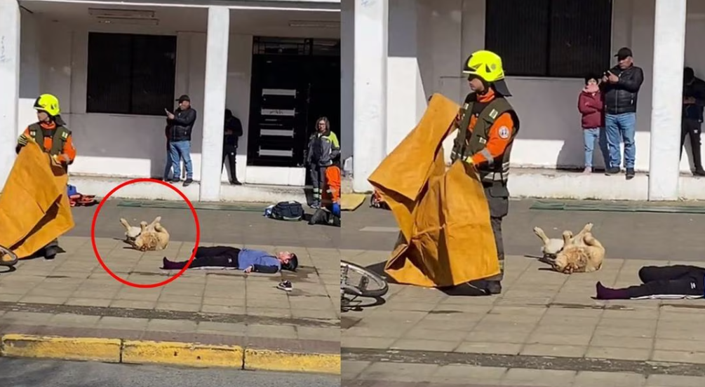 Perrito callejero se hace el “muertito” en simulacro y se hace viral (VIDEO)