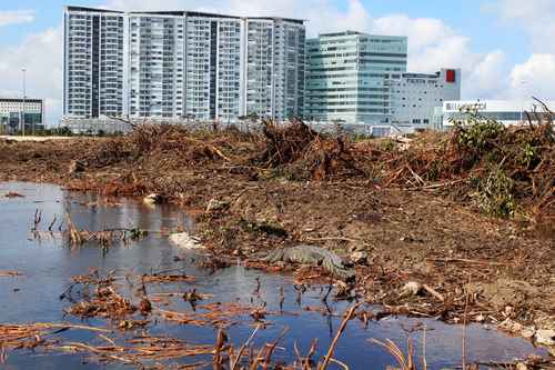 Los Otros Datos: Vulnerables por devastación de manglares