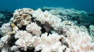 Altas temperaturas causan perdidas de corales en Quintana Roo 1
