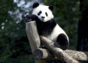 China podría enviar nuevos osos panda como “embajadores” a Estados Unidos