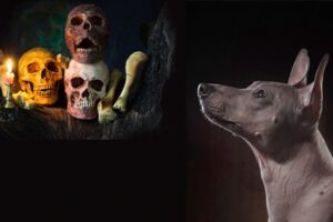 Conoce la relacion del xoloitzcuintle y el Dia de Muertos 1