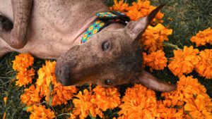 Conoce la relacion del xoloitzcuintle y el Dia de Muertos