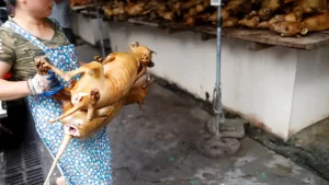 Corea del Sur busca erradicar consumo y venta de carne de perro