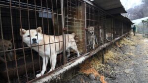 Corea del Sur busca erradicar consumo y venta de carne de perro0