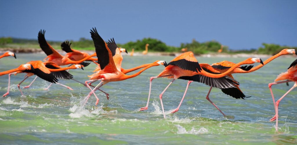 Flamenco rosado busca ser rescatado en América del Norte