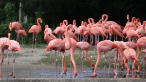 Flamenco rosado busca ser rescatado en America del Norte 1