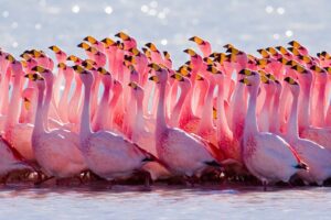 Flamenco rosado busca ser rescatado en America del Norte