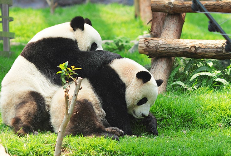 China podría enviar nuevos osos panda como “embajadores” a Estados Unidos