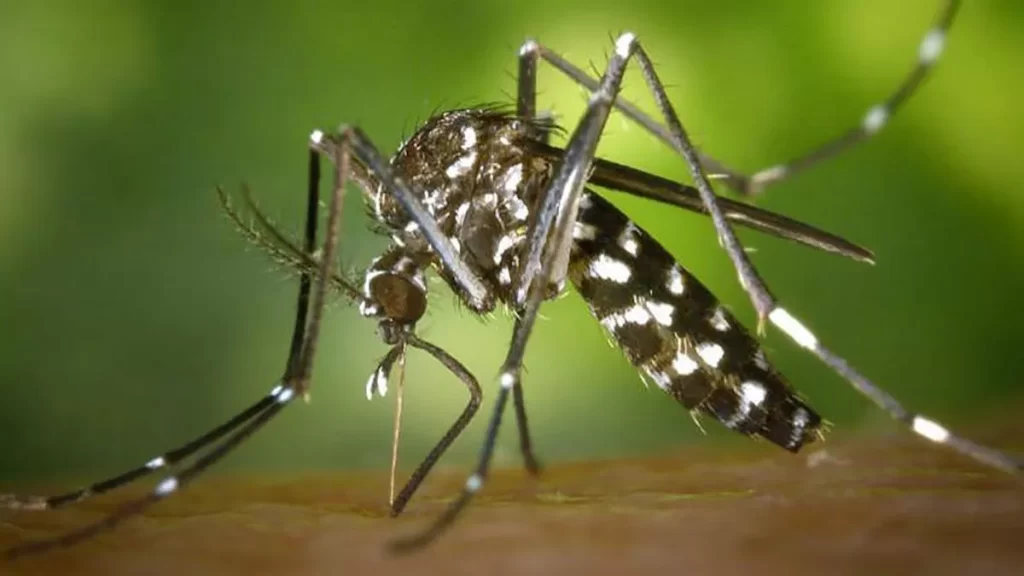 Vacuna contra el chikungunya es aprobada por Estados Unidos