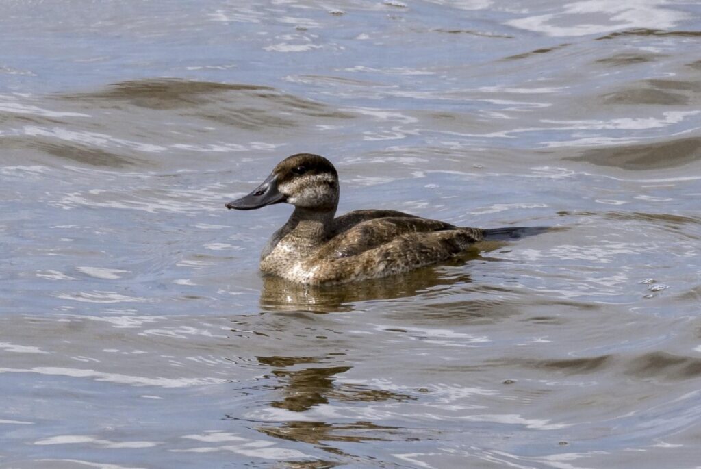 Registran por primera vez en Punta Sur un espécimen Pato Tepalcate