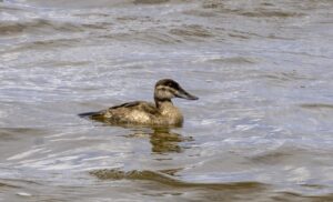 Registran por primera vez en Punta Sur un espécimen Pato Tepalcate