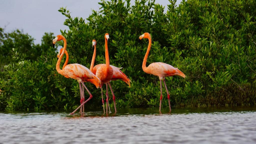 Registran la primera llegada de flamencos rosados a Punta Sur