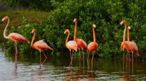
Registran la primera llegada de flamencos rosados a Punta Sur

