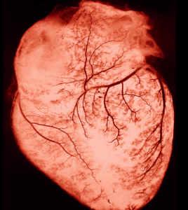 COVID-19 y el Corazón: Impactos inesperados revelados por la ciencia