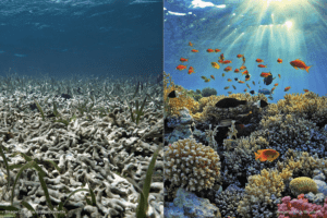 Los Otros Datos: Blanqueamiento de los corales