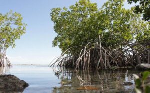Los Otros Datos: Vulnerables por devastación de manglares