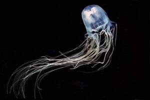 Naturaleza: ¿Cuál es la medusa más grande del mundo?