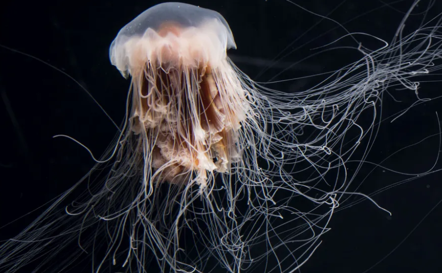 Naturaleza: ¿Cuál es la medusa más grande del mundo?