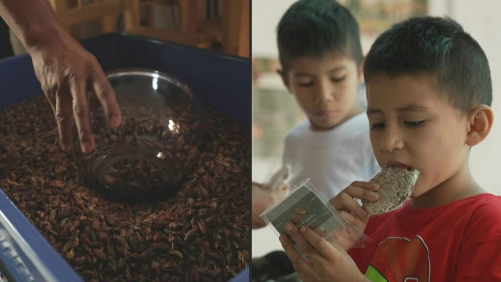 Chapulines, la alternativa para combatir la desnutrición infantil en México