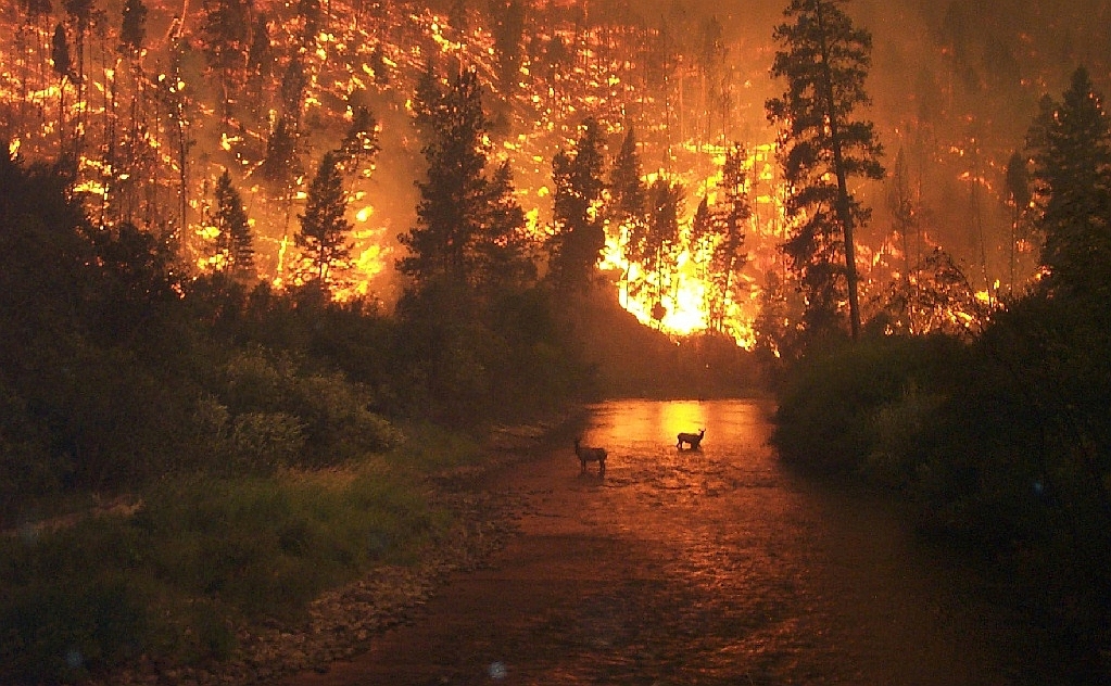 Incendios forestales: Conoce cómo ver el minuto a minuto de estos