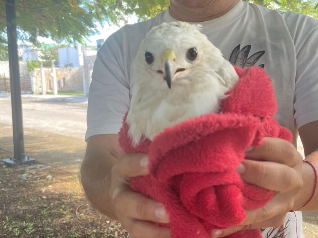 Fundación de Parques y Museos puso a salvo a 165 especies animales y aves