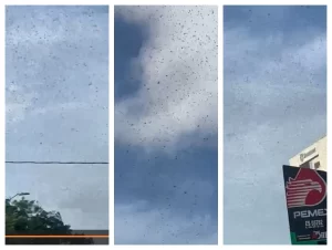 Langostas invaden Merida y causan panico VIDEO