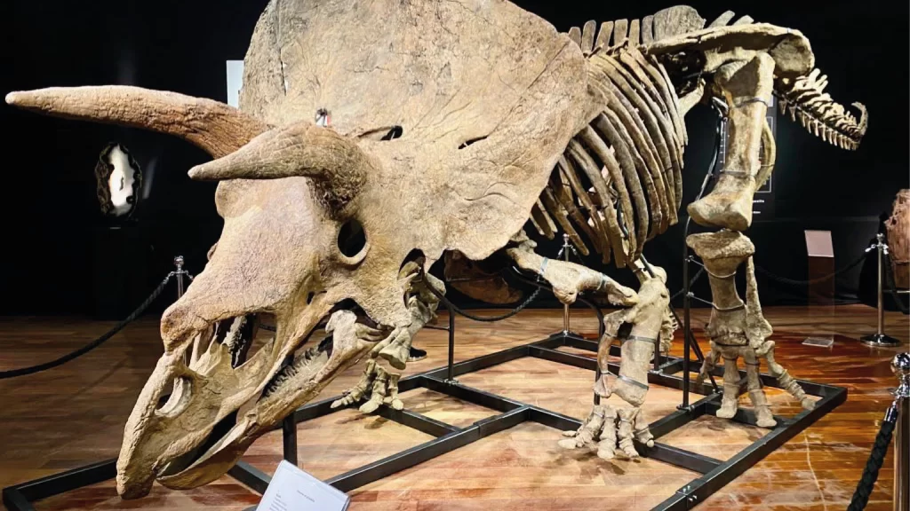 ¡Impresionante! Torosaurus, el dinosaurio con la cabeza más grande de todos