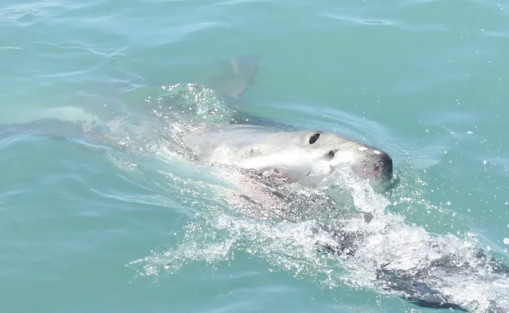 Tiburón mata a una mujer en la playa