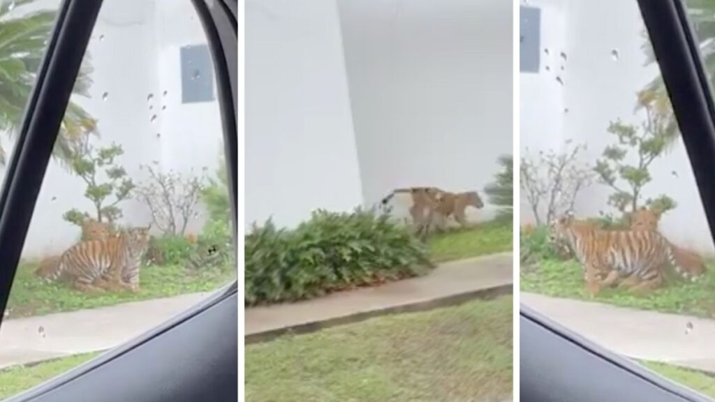 Tigre y León juegan en calles de Jalisco (VIDEO)