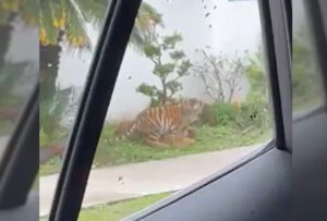 Tigre y Leon juegan en calles de Jalisco VIDEO