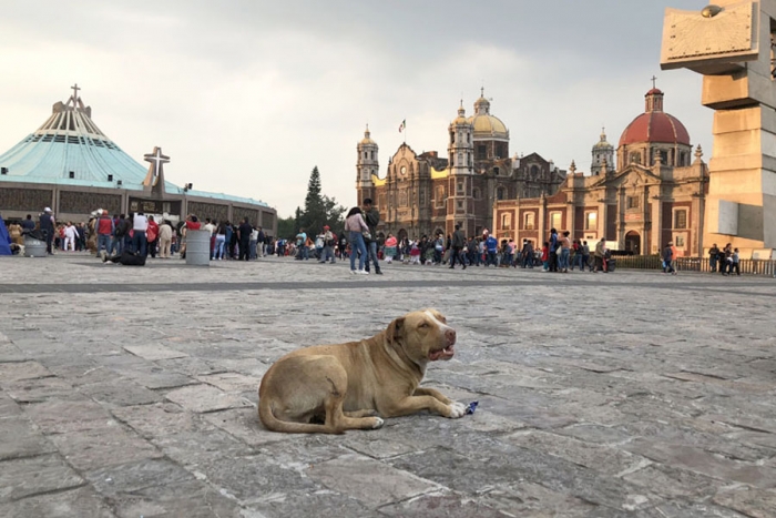 ¡Hecho triste! Abandonan a perritos luego de concluir festejos en Basílica de Guadalupe