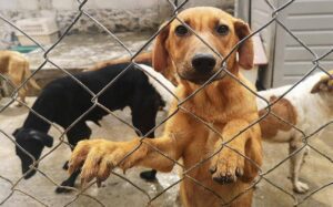 AMLO en paquete de reformas propondra prohibir maltrato animal