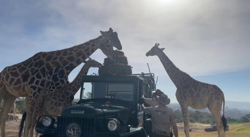 Jirafa Benito ya se acopló a su nueva familia en Africam Safari