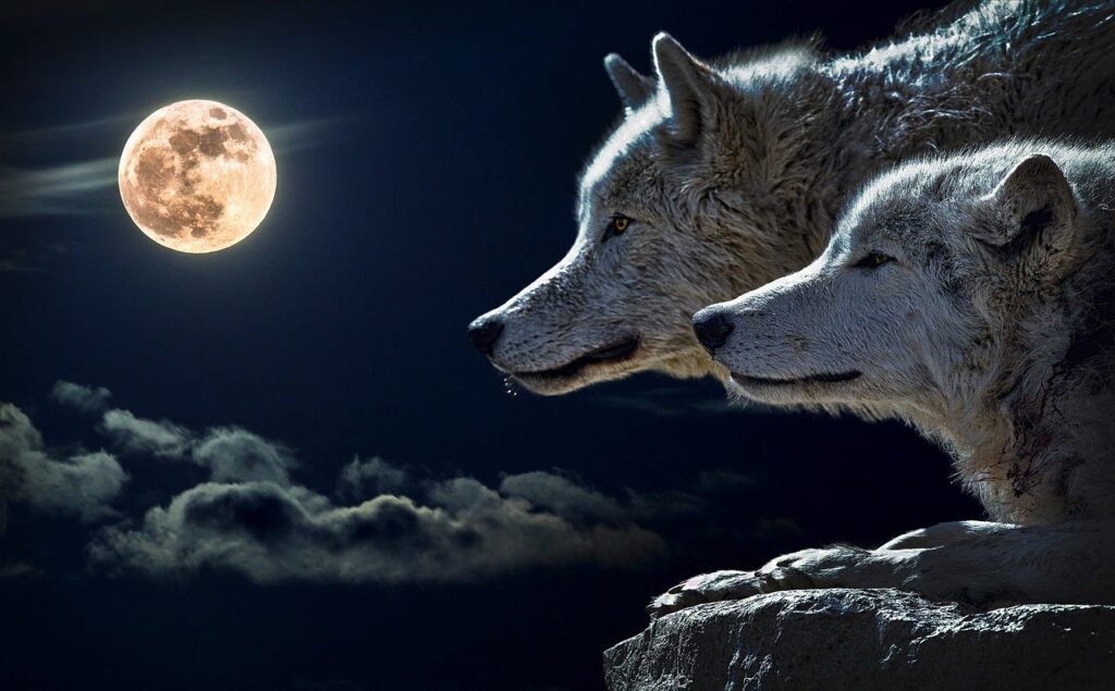 Llega la Luna llena de lobo: ¿Qué es y cuándo verla?