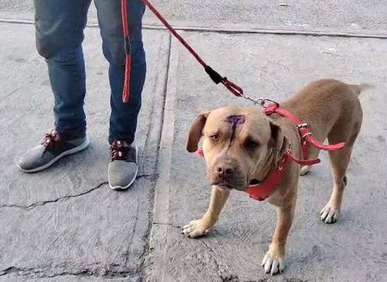 Sansón el perro migrante golpeado por policías mexicanos